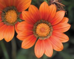 Tapeta Nature Flowers 570.jpg